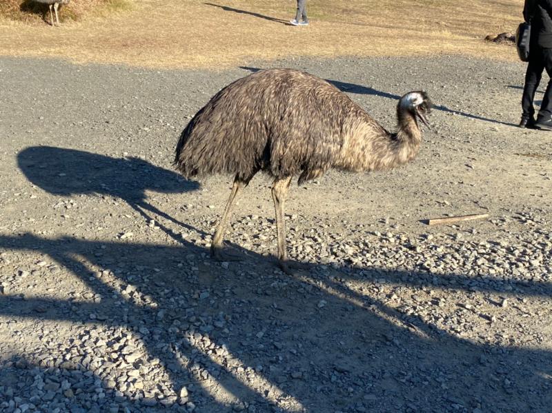 屋外エリアで出合えるエミュー