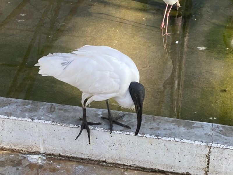水辺エリアにいるくちばしが黒い鳥