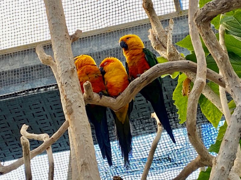 カラフルでかわいいインコ