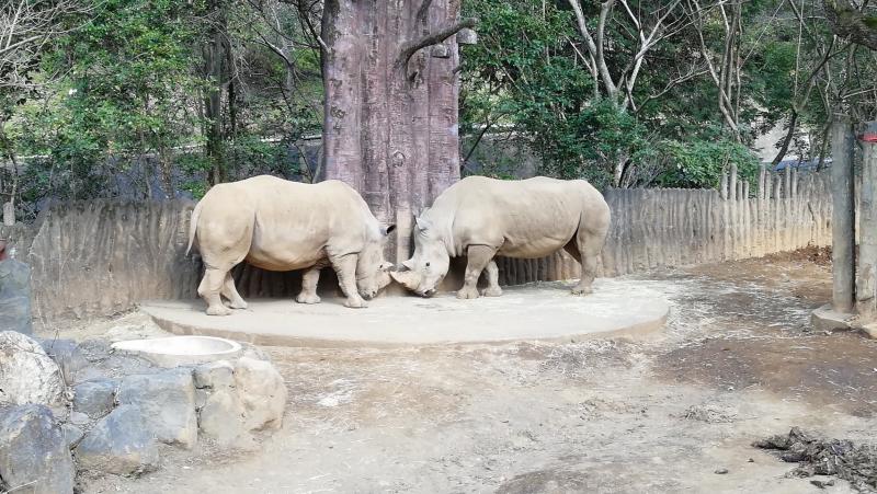 仲良しな2頭のシロサイ♪