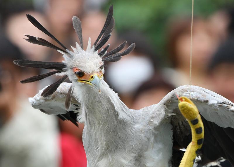 迫力満点なヘビクイワシ