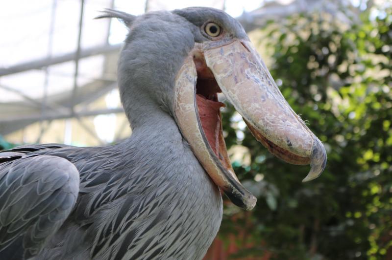 くちばしが大きなハシビロコウ