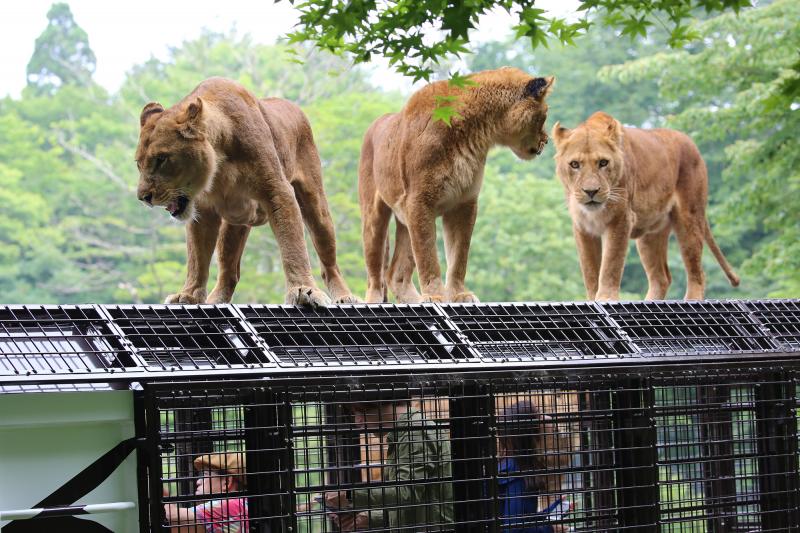 頭上から迫る動物達！迫力倍増の「スーパージャングルバス」