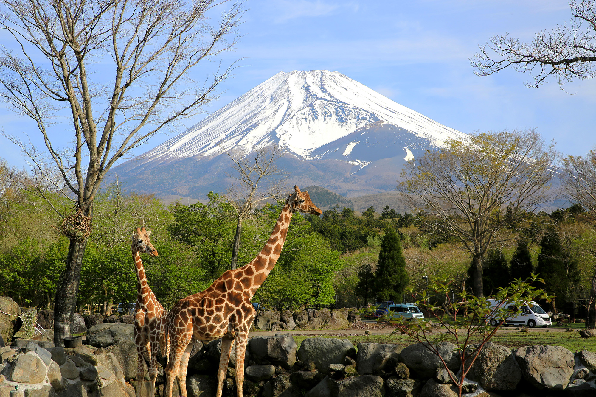 富士山を背景に歩くキリンの姿は「富士サファリバーク」ならでは！