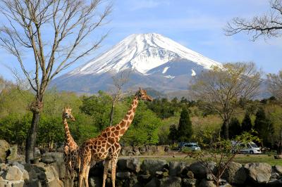 富士山を背景に歩くキリンの姿は「富士サファリバーク」ならでは！