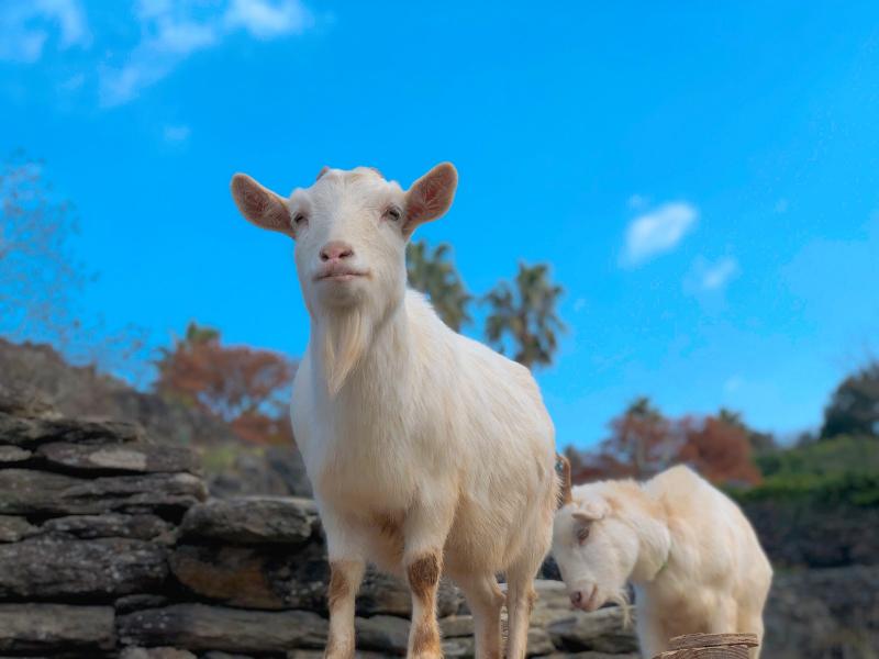 のびのびと歩き回るヤギたち