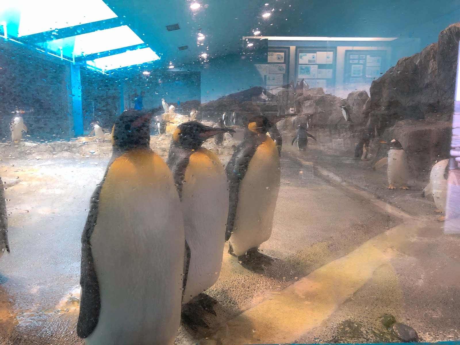 ペンギンがおとなしく並んでいる姿