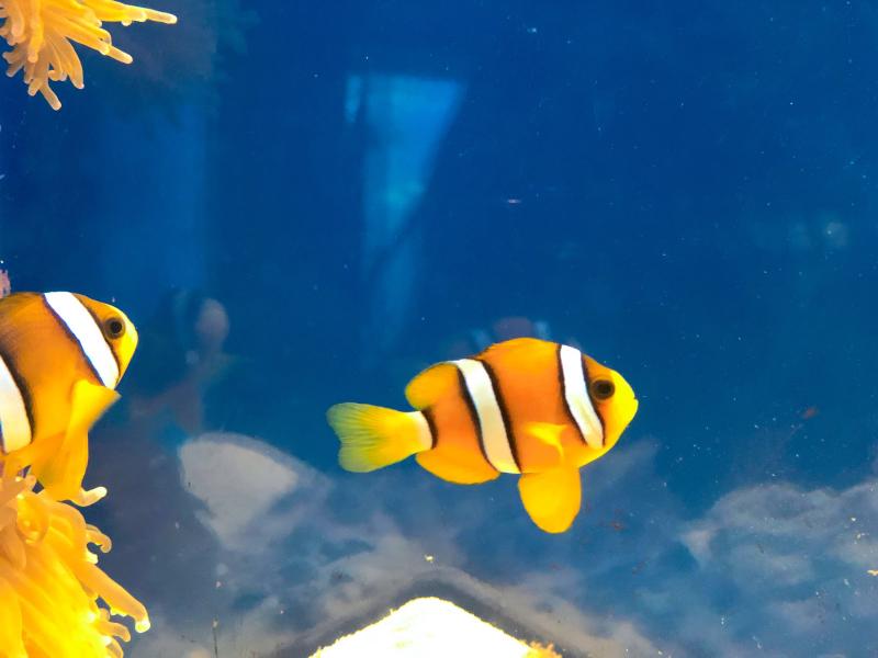 かわいらしい熱帯魚