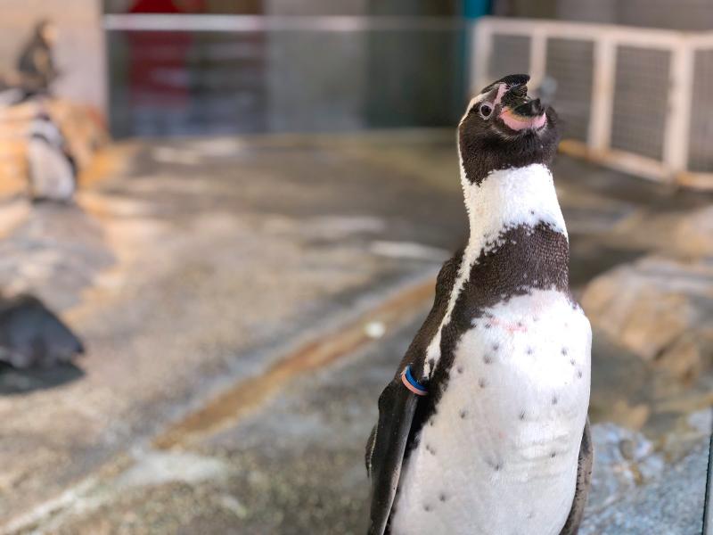 ペンギンの可愛らしい表情を間近で見られる