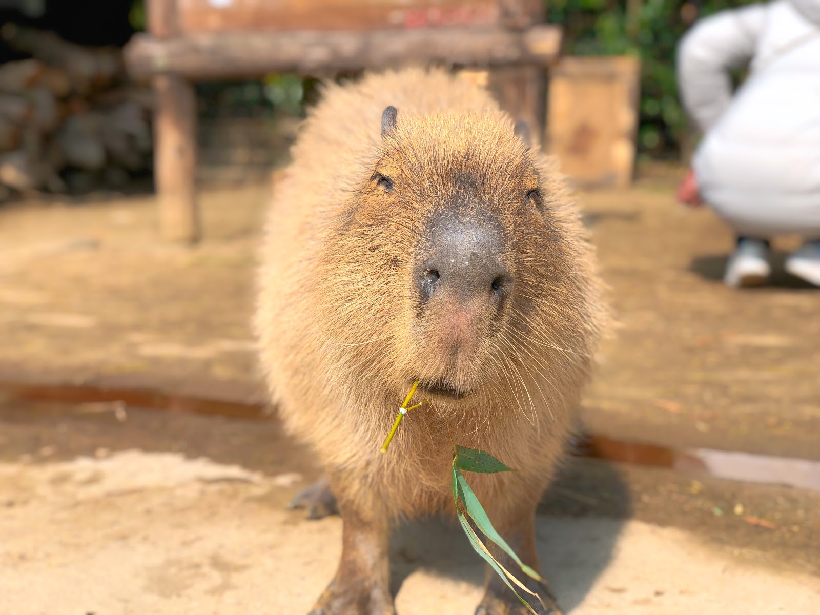 餌をあげると嬉しそうに食べるカピバラ