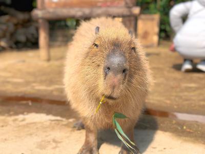 餌をあげると嬉しそうに食べるカピバラ