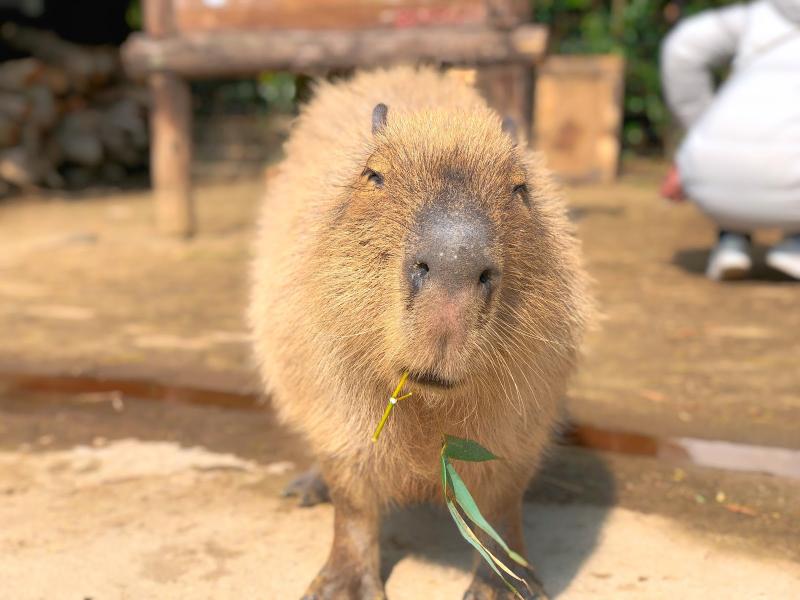 餌をあげると嬉しそうに食べるカピバラ