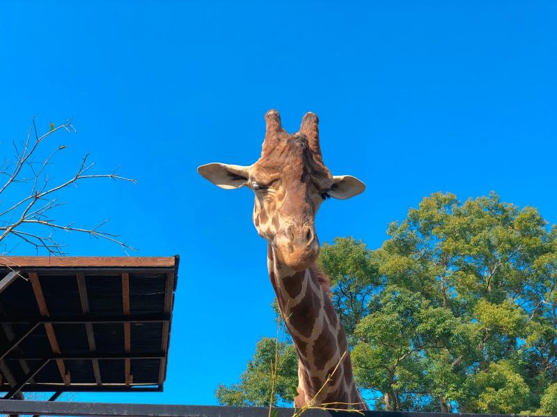 キリンは大迫力