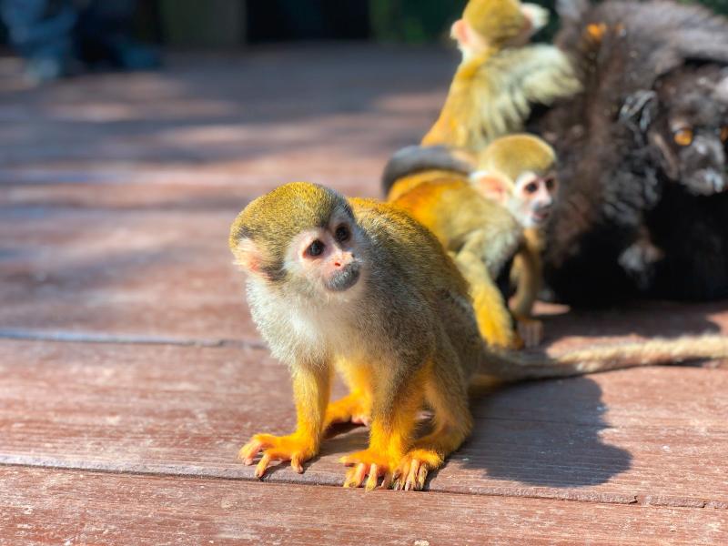 人懐っこいリスザル