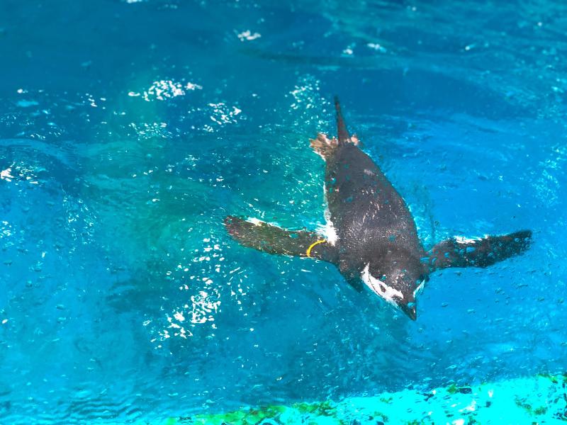 ペンギンがプールを気持ちよさそうに泳ぐ姿