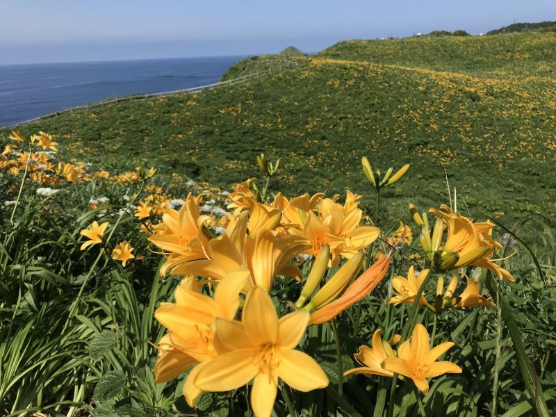 黄色いじゅうたんの遊歩道を散策してみてください