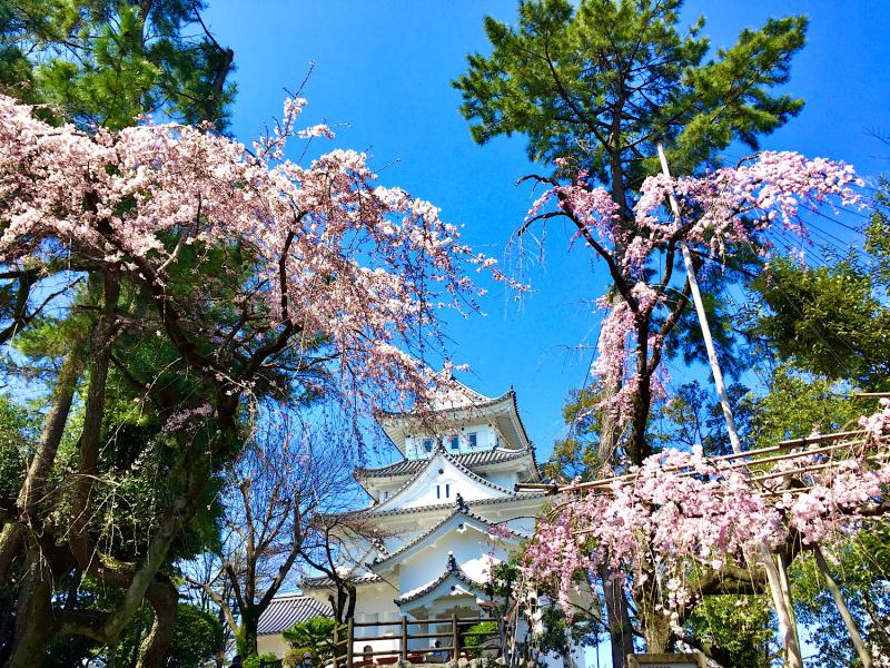 大垣城と大垣公園には約2,000本の桜が植えてあります