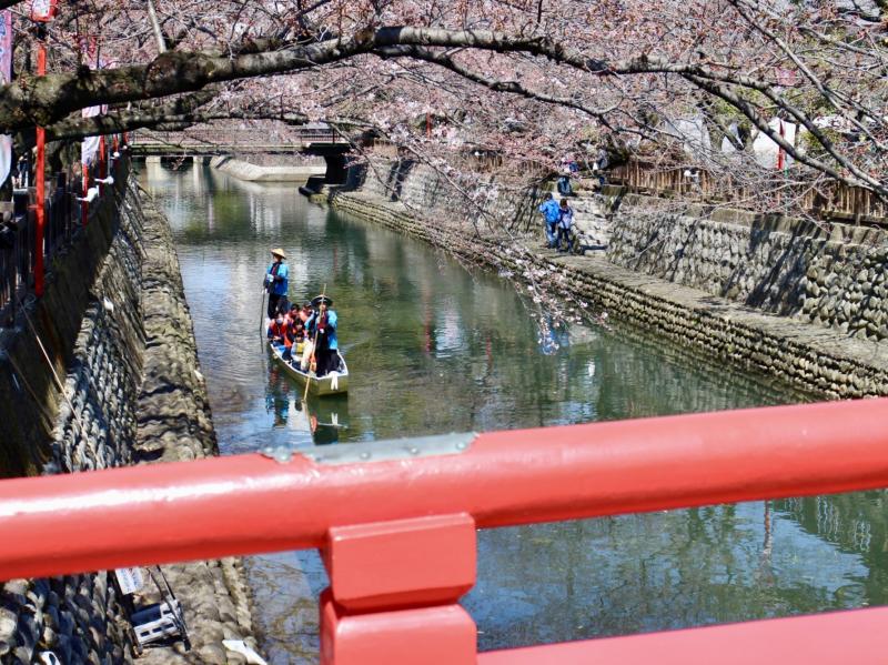 桜のシーズンに開催される舟下り （住吉橋より）