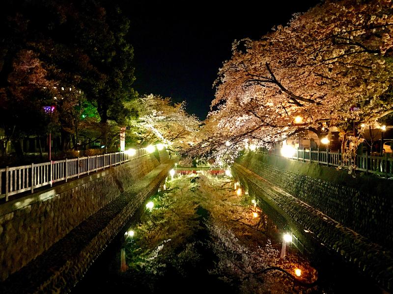 桜満開時期、夜のライトアップされた川湊付近