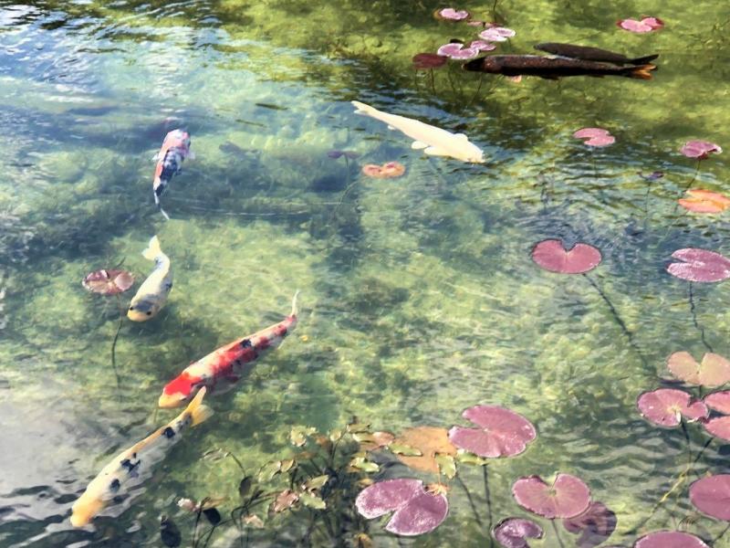 色彩の美しいモネの池と鯉