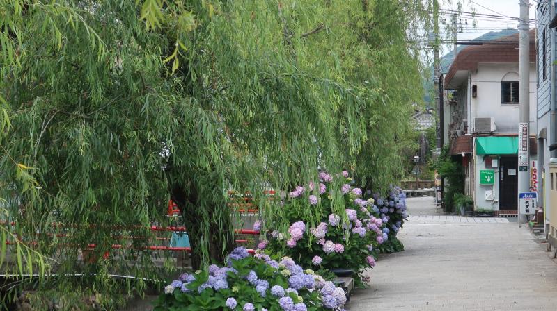 ペリーロードは、涼しげな柳も見どころです。