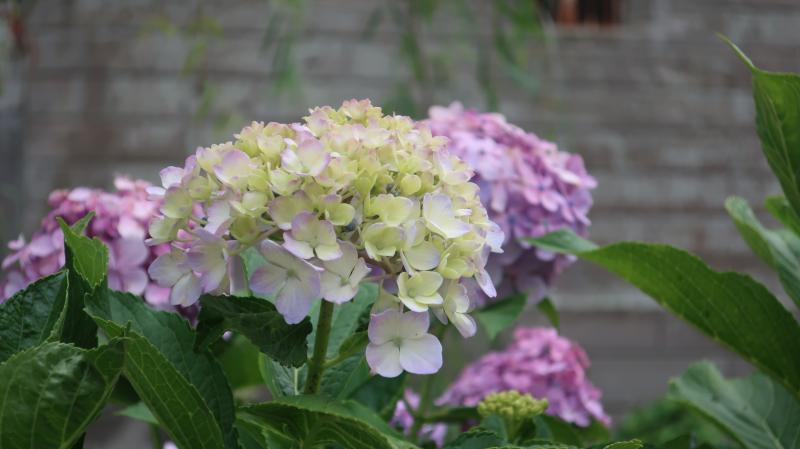 あじさいの季節も素晴らしいですが、年中街歩きを楽しめます。