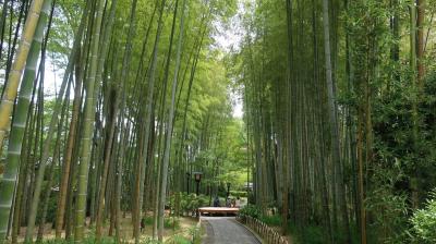 竹林の小径は、短いながらも印象深い、心安らぐスポットです。