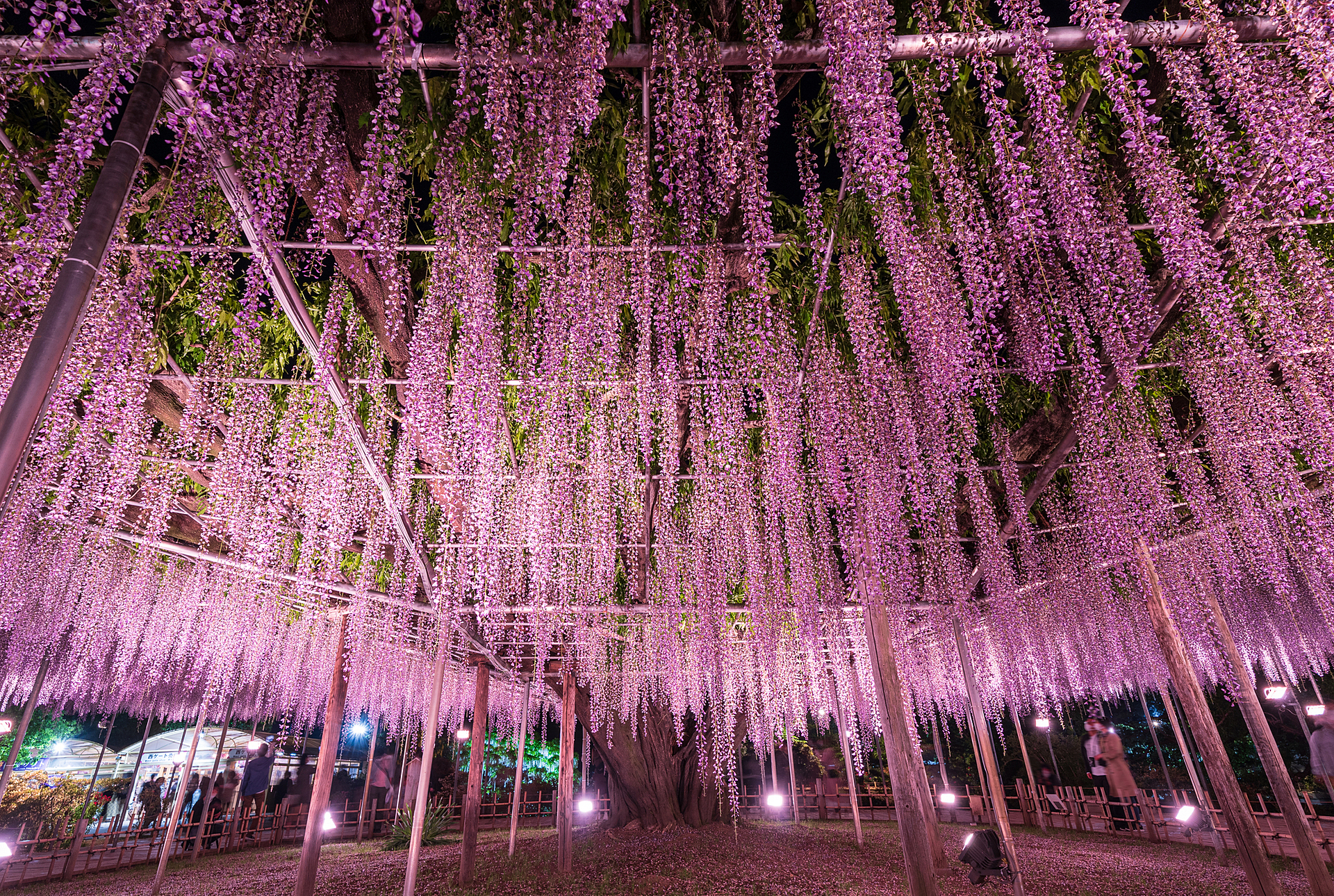 写真：栃木 旅行・ツアー