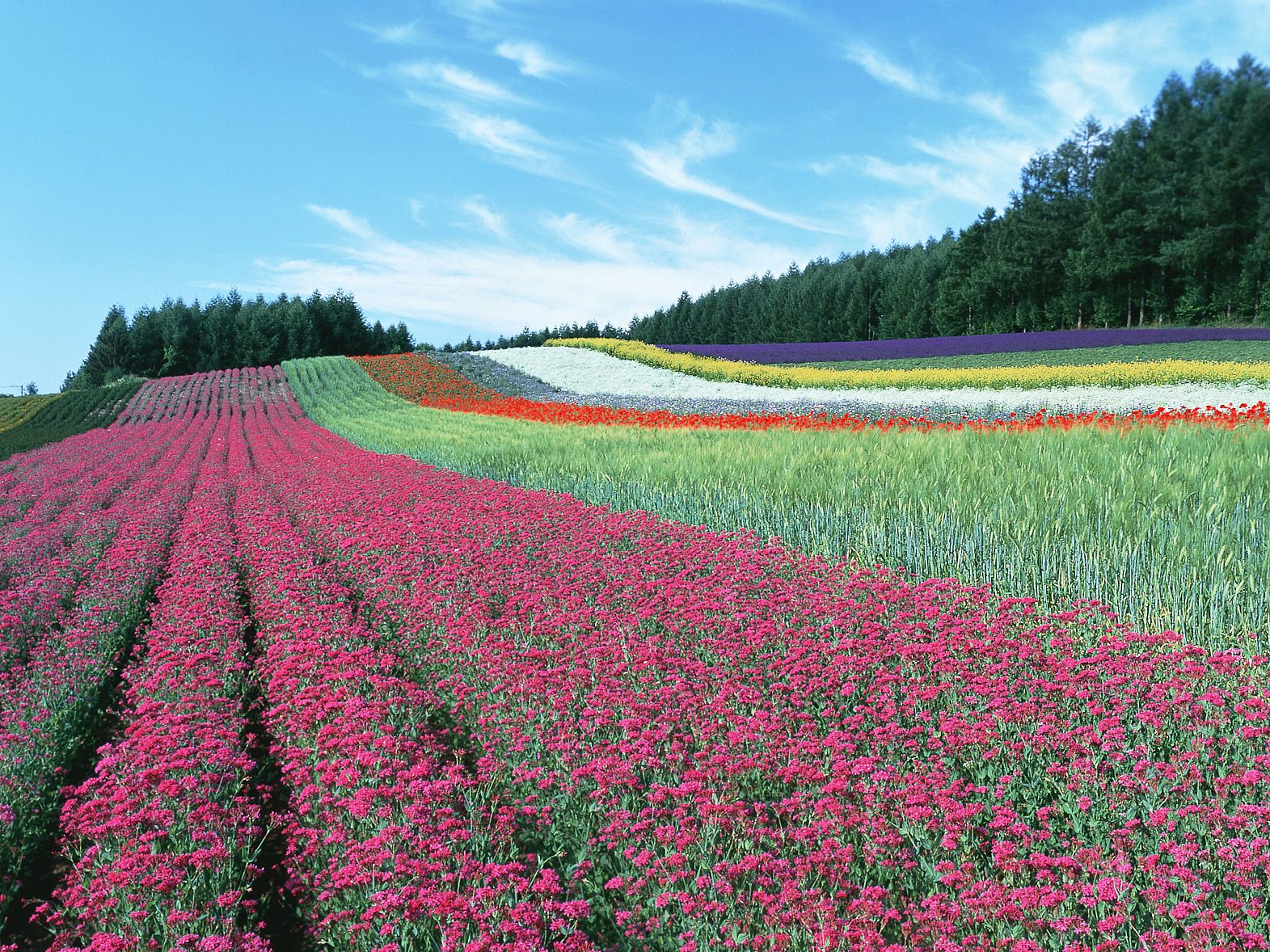 北海道_ファーム富田_遊び・体験_1