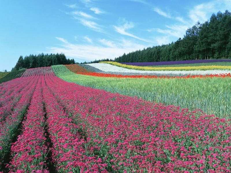 北海道_ファーム富田_遊び・体験_1