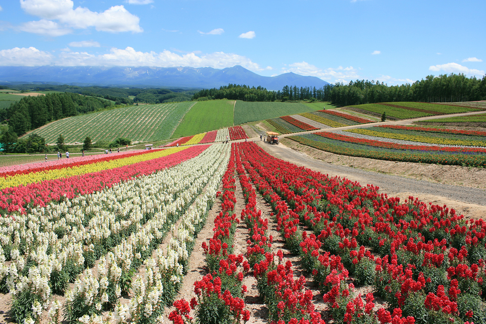 北海道_四季彩の丘_遊び・体験_1