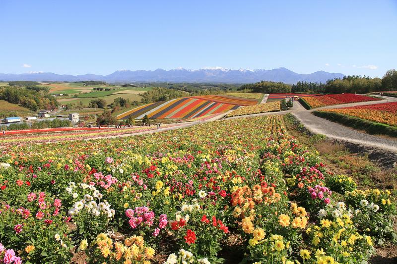 北海道_四季彩の丘_遊び・体験_2