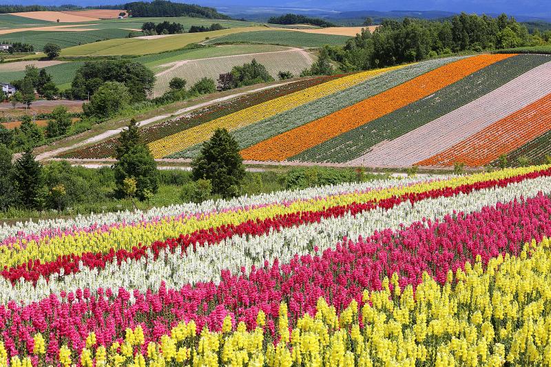 北海道_四季彩の丘_遊び・体験_5