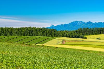 富良野・美瑛・旭川_パッチワークの路_遊び・体験_1