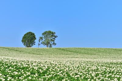 富良野・美瑛・旭川_親子の木_遊び・体験_1
