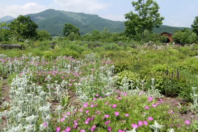 北海道_十勝千年の森_遊び・体験_1