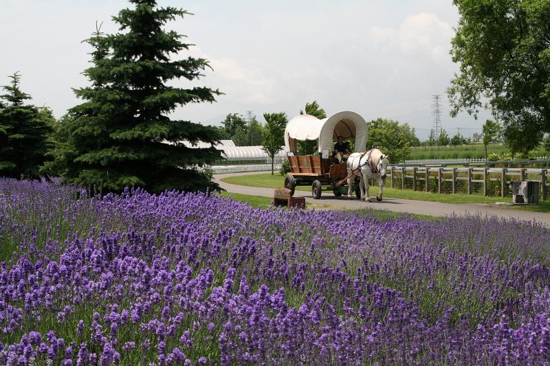 北海道_サッポロさとらんど_遊び・体験_2