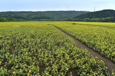 北海道_網走市大曲湖畔園地_遊び・体験_1