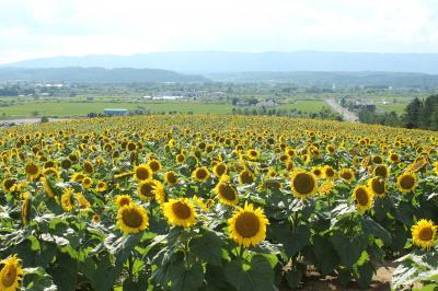 北海道_北海道立サンピラーパーク_遊び・体験_1