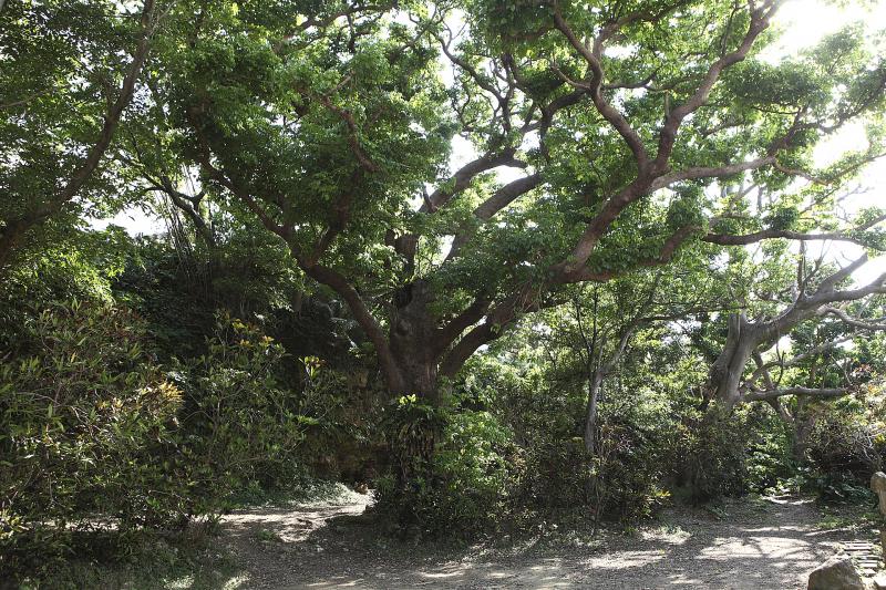 沖縄_首里金城の大アカギ_遊び・体験_1