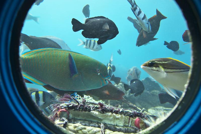 沖縄_ブセナ海中公園_遊び・体験_1