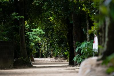 沖縄_備瀬のフクギ並木_遊び・体験_1