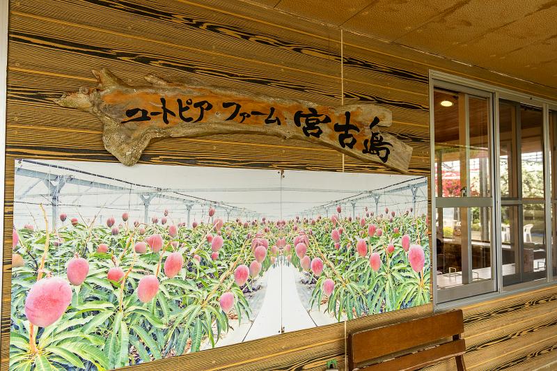 沖縄_観光農園ユートピアファーム宮古島_遊び・体験_1