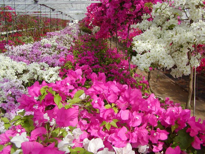 沖縄_観光農園ユートピアファーム宮古島_遊び・体験_3