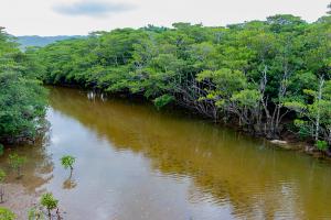 石垣島・八重山_宮良川のヒルギ林_遊び・体験_1