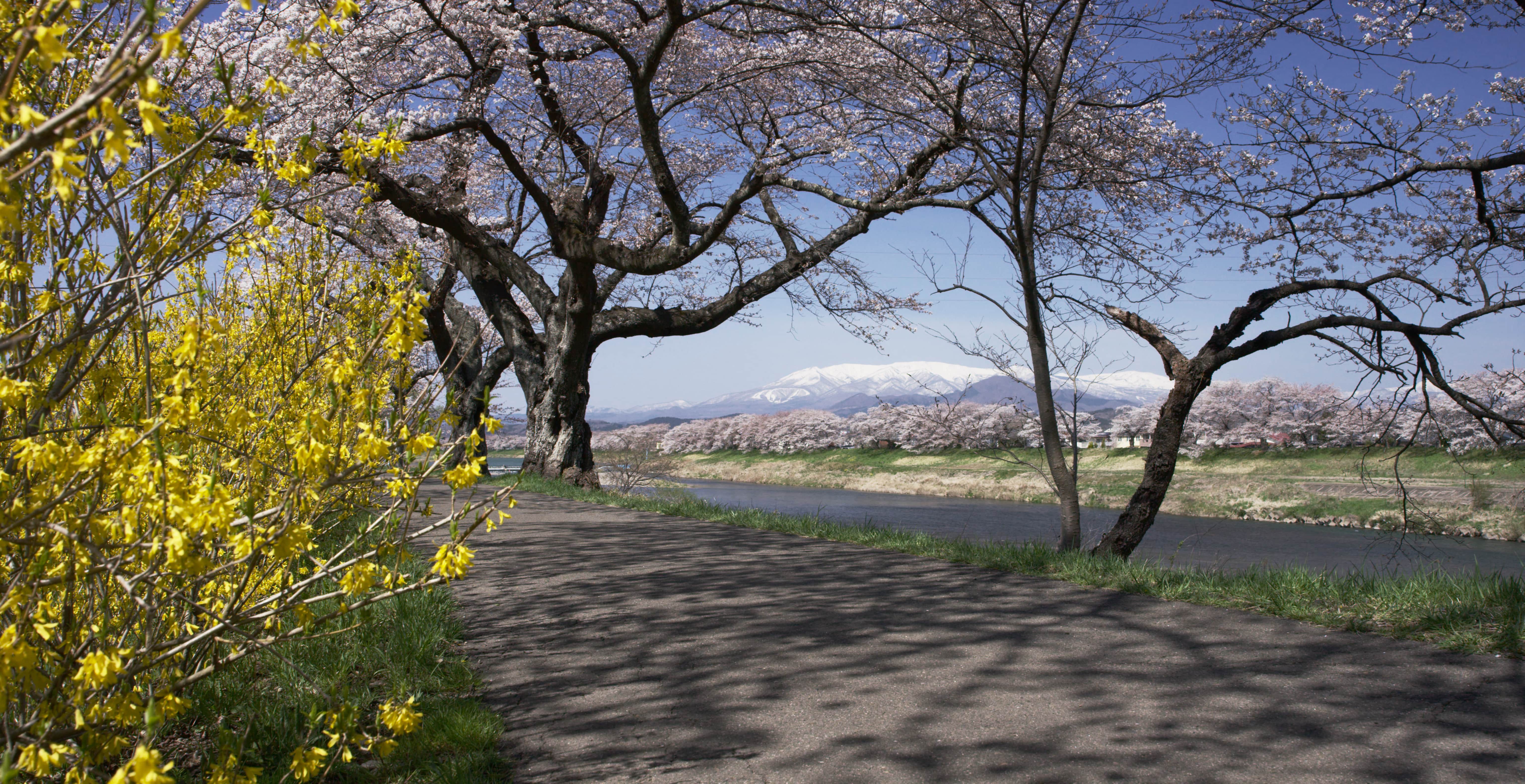 宮城_白石川堤一目千本桜_遊び・体験_1