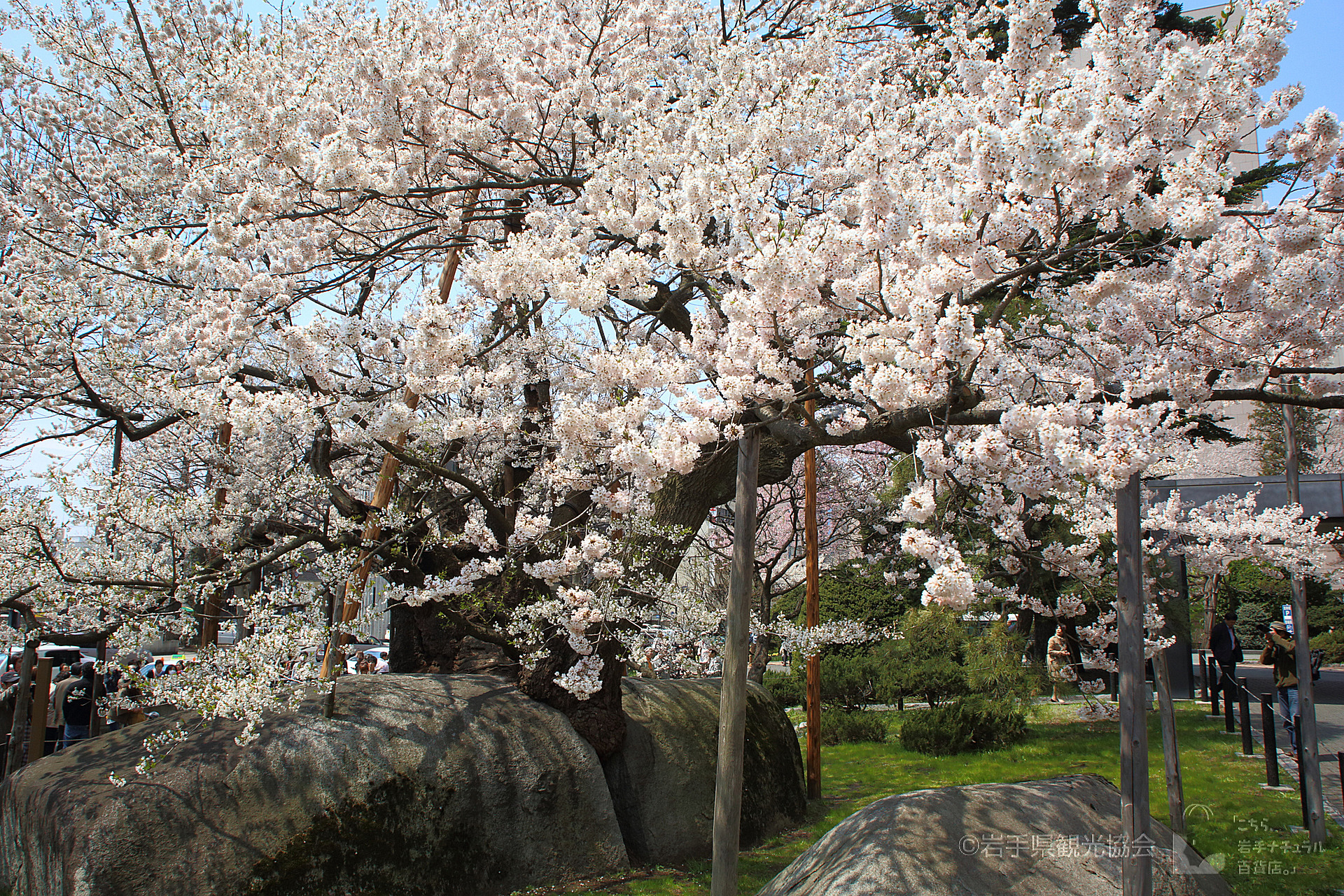 岩手_石割桜_遊び・体験_1