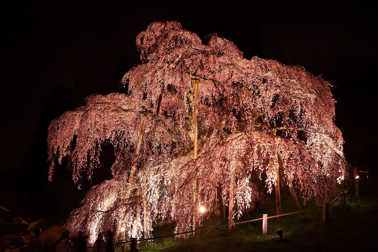 福島_三春滝桜_遊び・体験_1