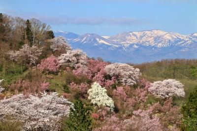 福島_花見山_遊び・体験_1