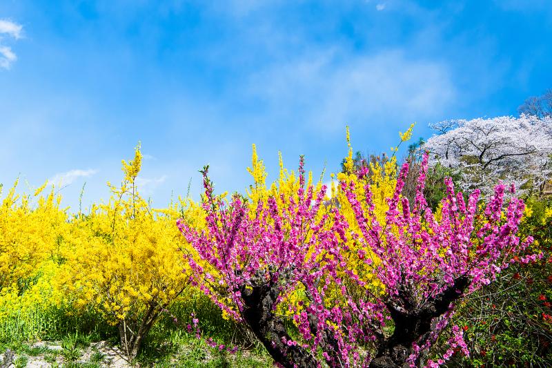 福島_花見山_遊び・体験_2